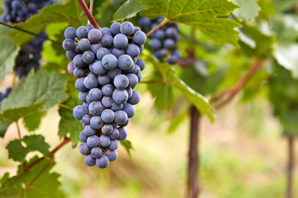 Branch of red wine grapes - Concentric